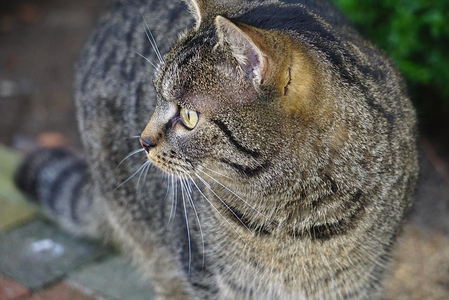 Cat friendly rentals Albany