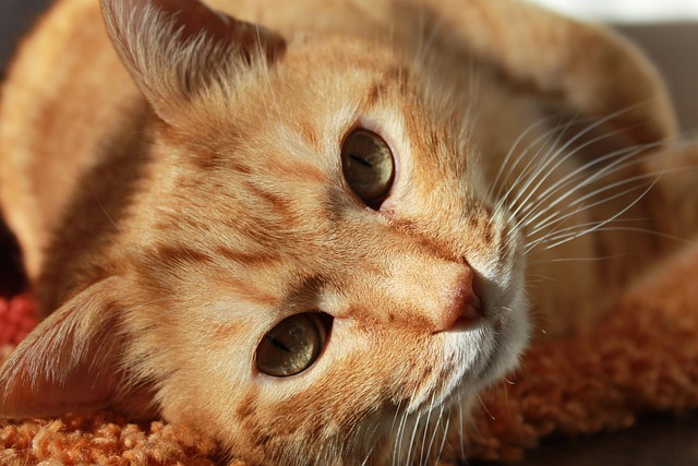 cat-friendly-rentals-albany-640x480-9169789.jpeg