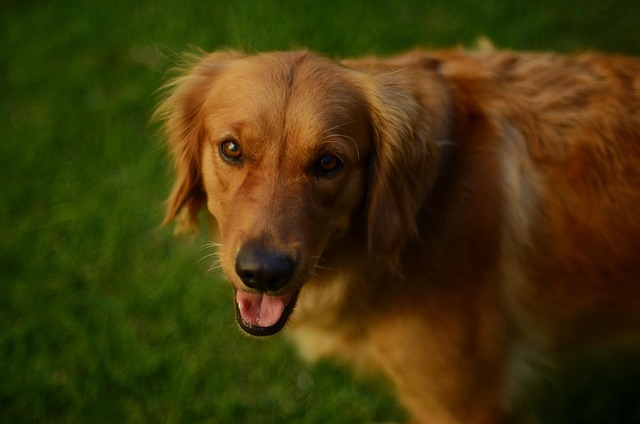 Cheap pet friendly apartment rentals Albany