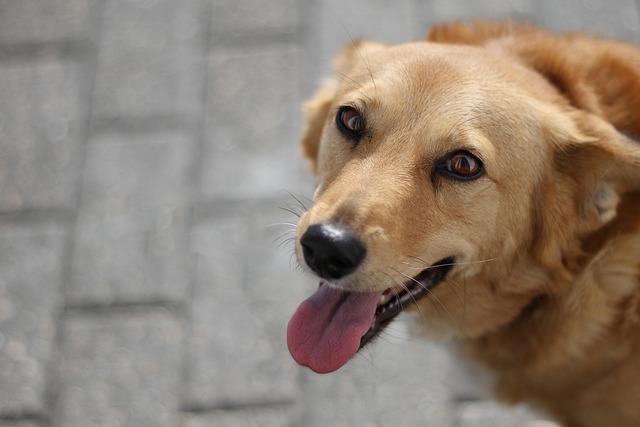 Cheap pet friendly apartment rentals Albany