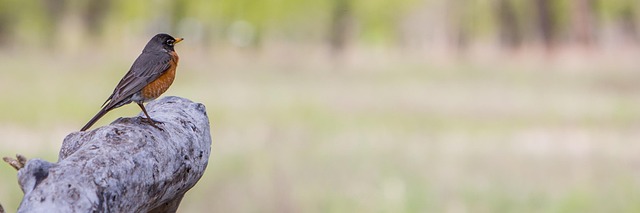 custom website design Albany