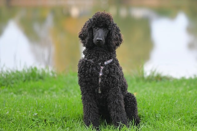 Dog parks near pet friendly apartments Albany