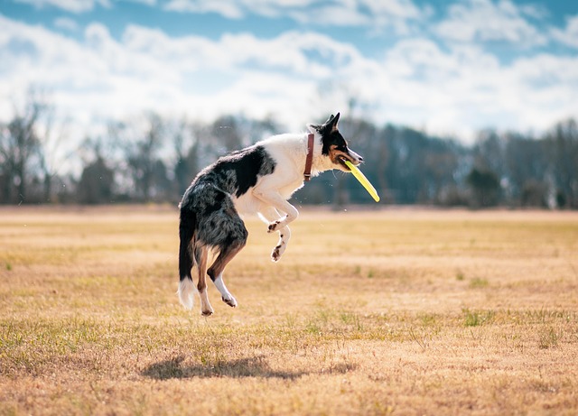 Dog parks near pet friendly apartments Albany