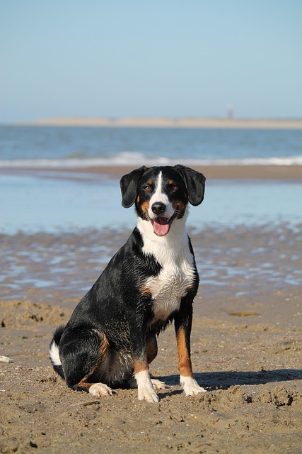 dog-parks-near-pet-friendly-apartments-a-640x480-28434007.jpeg