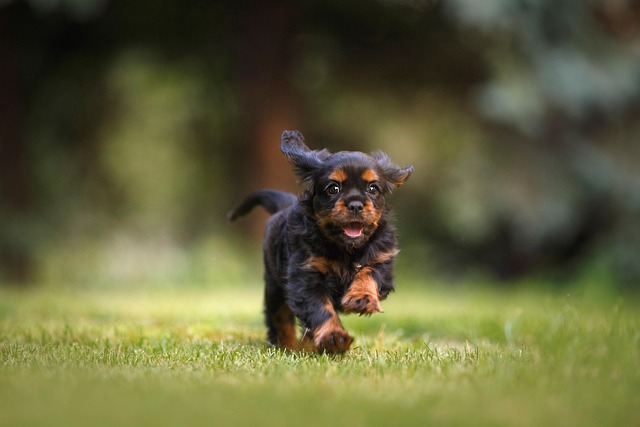 dog-parks-near-pet-friendly-apartments-a-640x480-31481870.jpeg