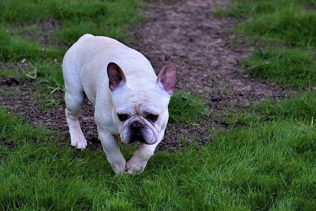 Dog parks near pet friendly apartments Albany