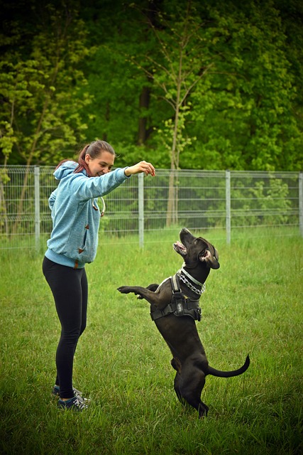 Dog parks near pet friendly apartments Albany