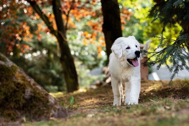 Dog parks near pet friendly apartments Albany
