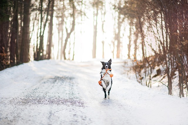 dog-parks-near-pet-friendly-apartments-a-640x480-72781352.jpeg