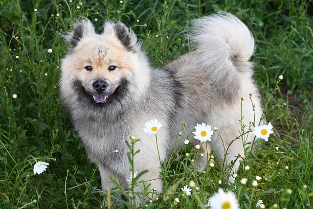 dog-parks-near-pet-friendly-apartments-a-640x480-73315272.jpeg