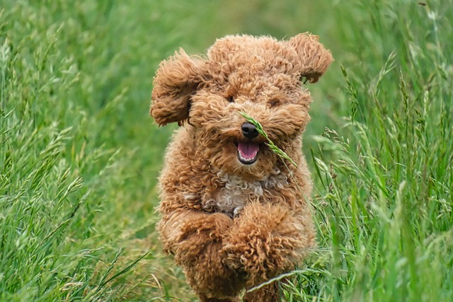 dog-parks-near-pet-friendly-apartments-a-640x480-81863766.jpeg