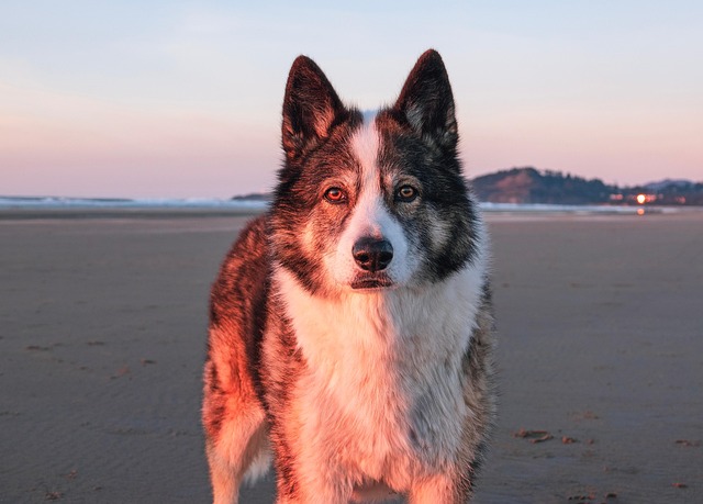 dog-parks-near-pet-friendly-apartments-a-640x480-82054739.jpeg