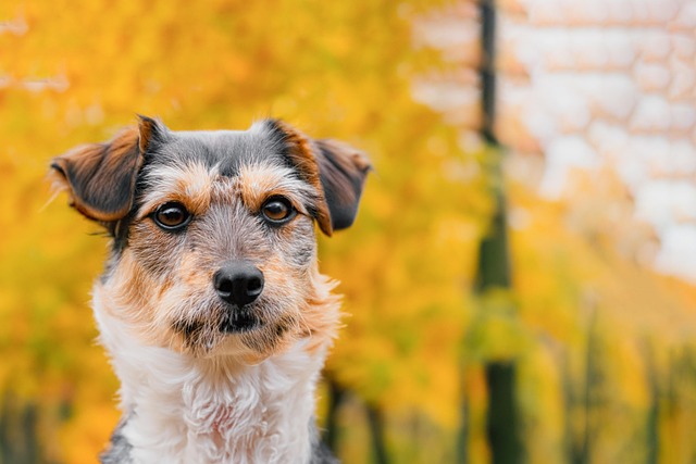 Dog parks near pet friendly apartments Albany