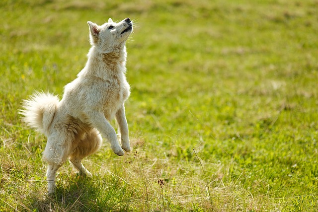 Dog parks near pet friendly apartments Albany