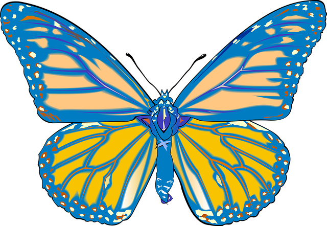 graphic designer Albany