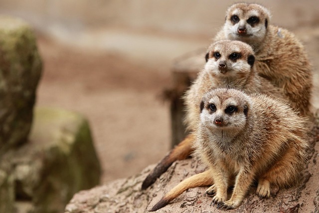 local-family-law-firms-albany-640x480-54172943.jpeg