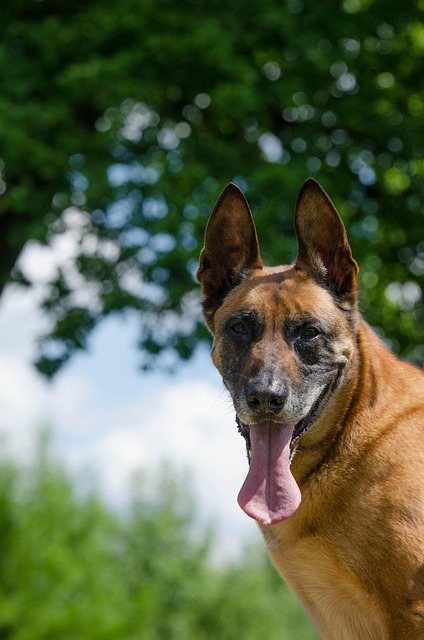 Pet-friendly apartments Albany