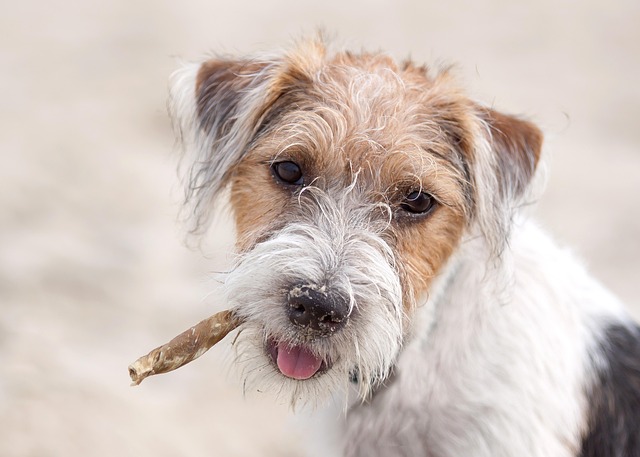 Pet-friendly apartments Albany