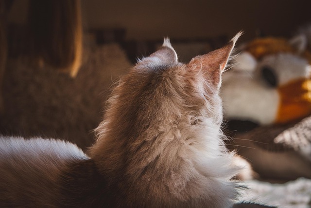 Pet friendly apartments in Albany
