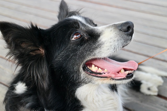 Pet friendly apartments in Albany
