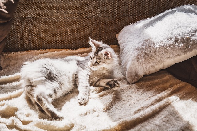 Pet-friendly apartments near UAlbany