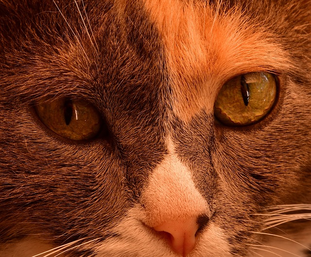 Pet-friendly apartments near UAlbany