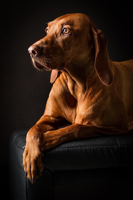 pet-friendly-studio-apartments-in-albany-640x480-13267767.jpeg