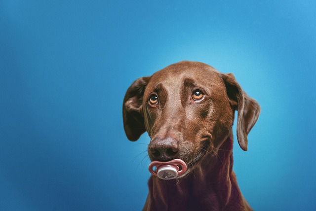 Pet-friendly studio apartments in Albany
