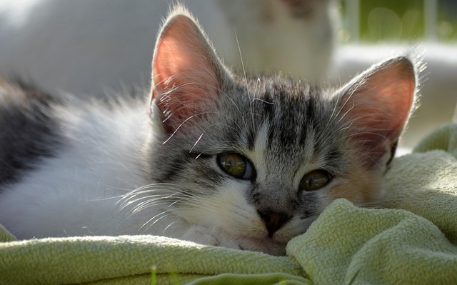 Pet policies in Albany apartments