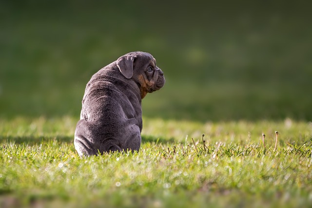 Pet sitting services near me in Albany, NY