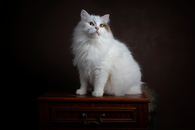 Pet sitting services near me in Albany, NY