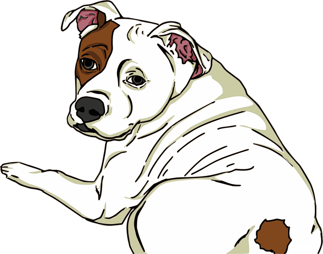 pet-sitting-services-near-me-in-albany-n-640x480-24656941.png