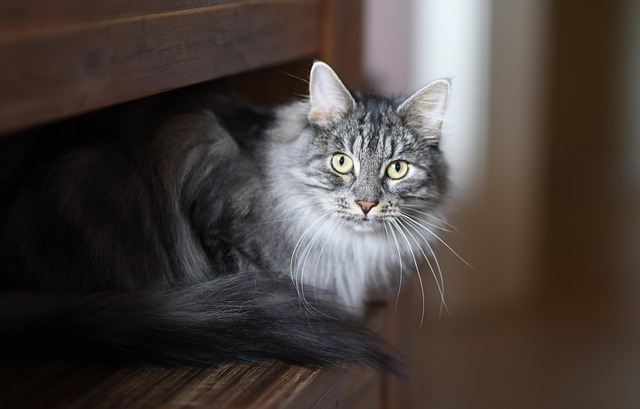 Pet sitting services near me in Albany, NY