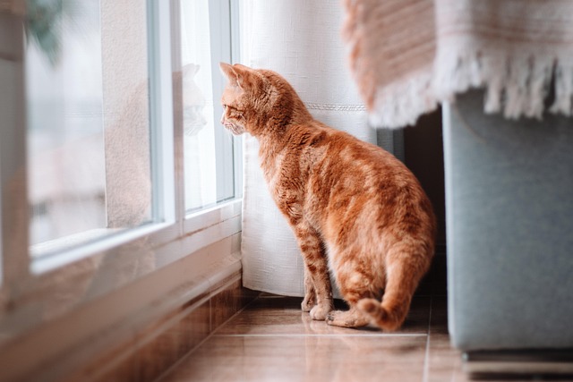 pet-sitting-services-near-me-in-albany-n-640x480-28725766.jpeg