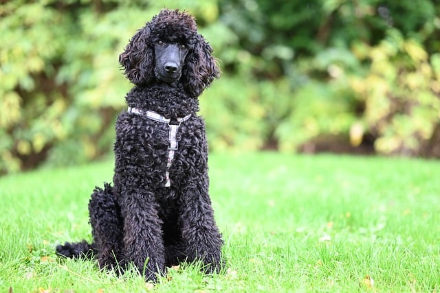 Pet sitting services near me in Albany, NY