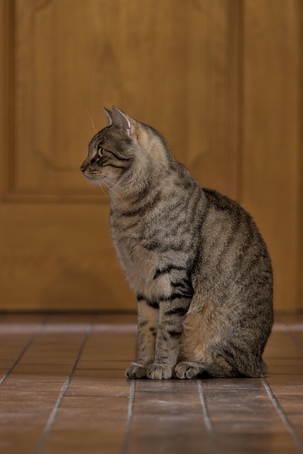 pet-sitting-services-near-me-in-albany-n-640x480-45511177.jpeg