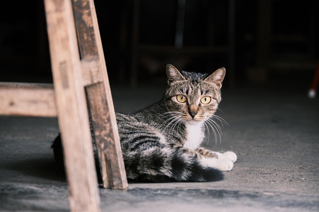 Pet sitting services near me in Albany, NY