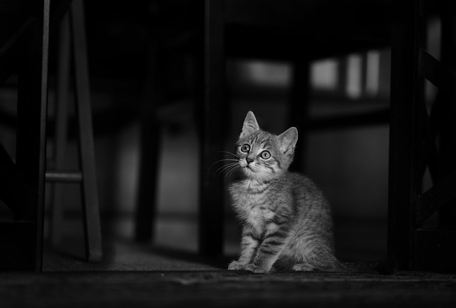 Pet sitting services near me in Albany, NY