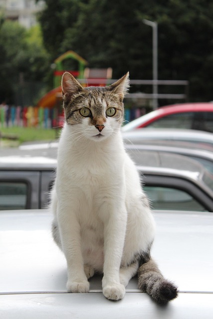 Pet sitting services near me in Albany, NY