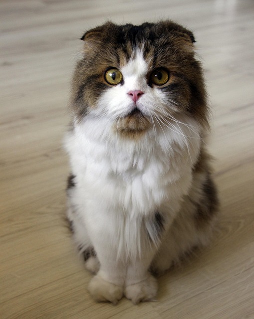 Pet sitting services near me in Albany, NY