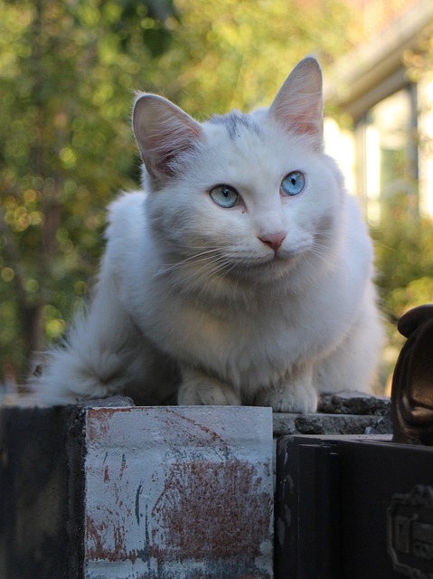 Pet sitting services near me in Albany, NY