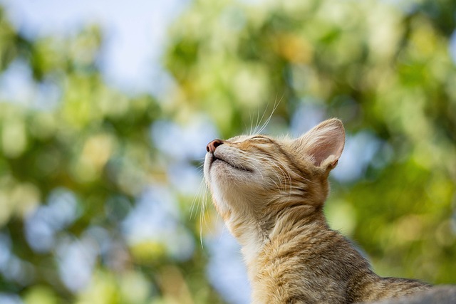 Rental applications with pets Albany, NY