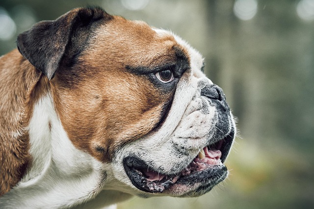 Rental applications with pets Albany, NY