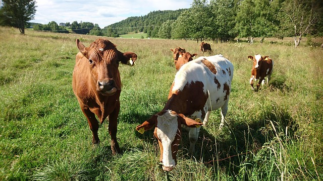 What is a Glue Laminated Beam