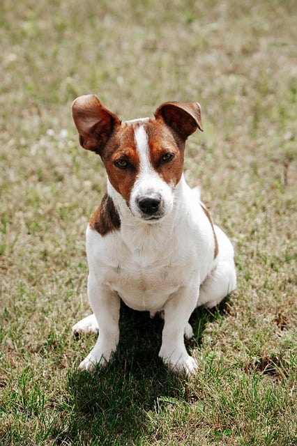 albany-pet-friendly-housing-640x480-20890050.jpeg