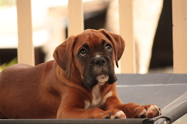 Albany pet friendly housing