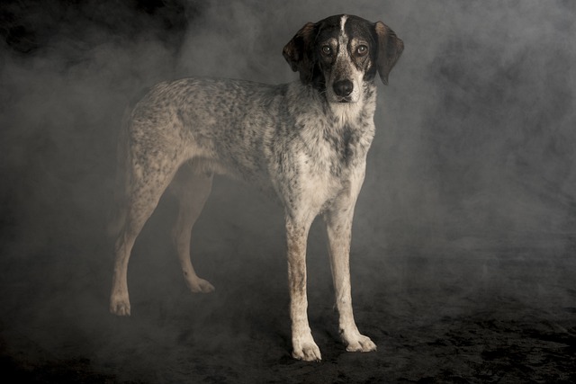Apartments that allow dogs in Albany, NY
