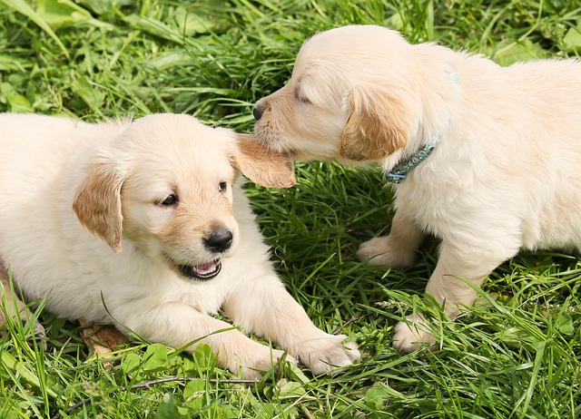 Apartments that allow dogs in Albany, NY