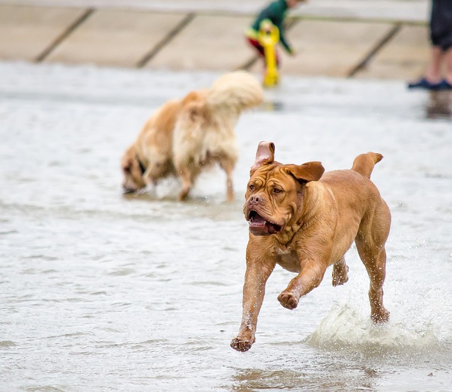 Apartments that allow dogs in Albany, NY