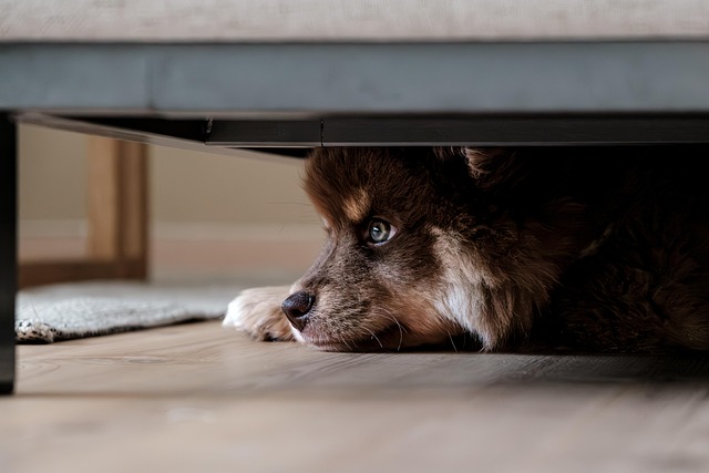apartments-that-allow-dogs-in-albany-ny-640x480-99642642.jpeg